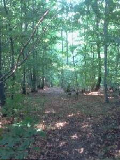 Kupię drewno drzewo opałowe skup drewna i drzewa opałowego 