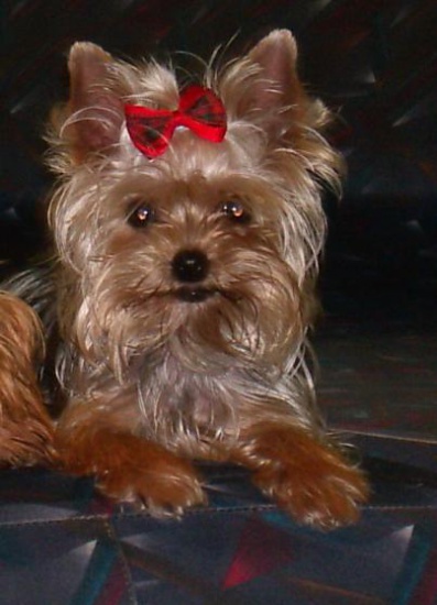 yorki mini 